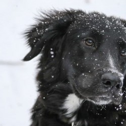 Looking after your dog in winter