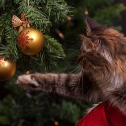 Keeping Your Pets Safe And Happy This Festive Period