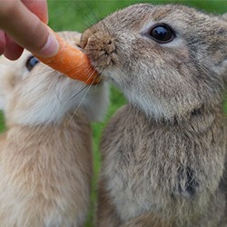 Nutritional needs for rabbits