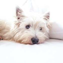 Why is my dog itching? A guide to atopic dermatitis