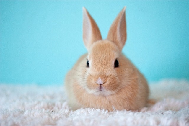 small rabbit