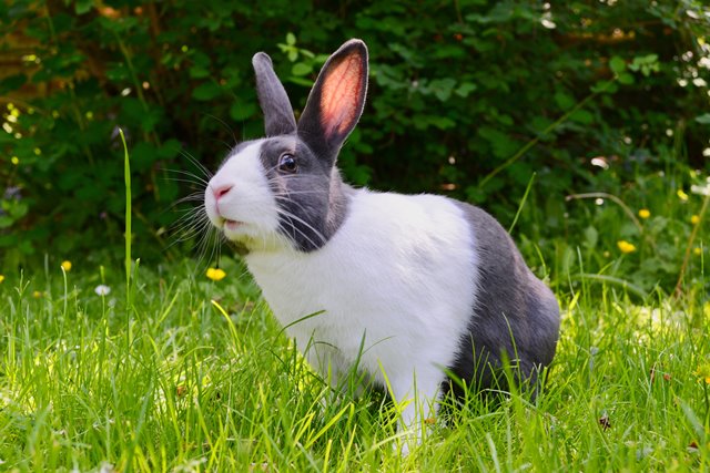 rabbit outside