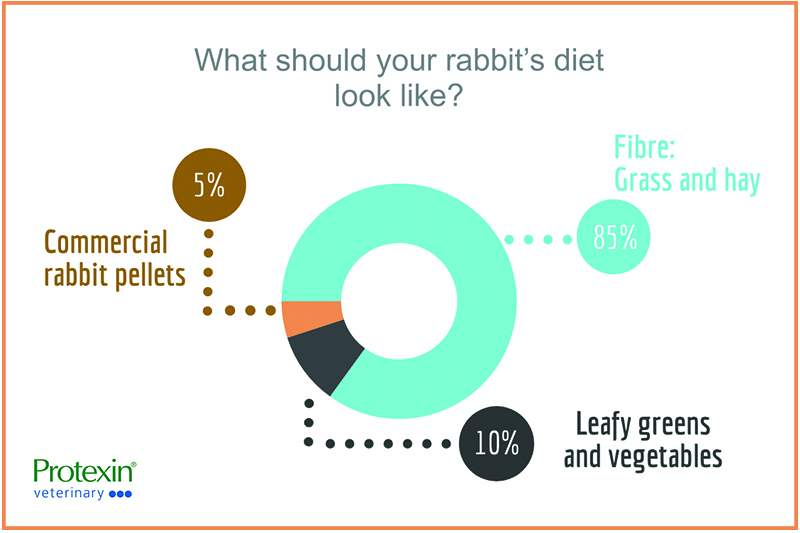 what should your rabbit's diet look like?