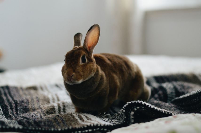 indoor rabbit on bed