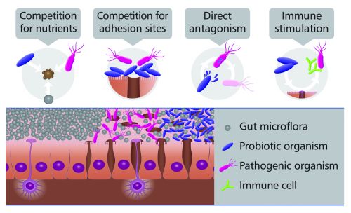 Use of probiotics in necrotizing enterocolitis