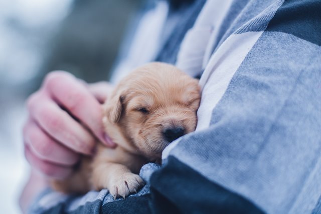 puppy in arms