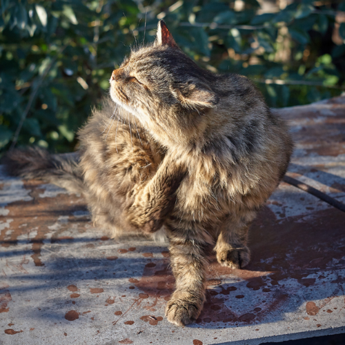 cat itching
