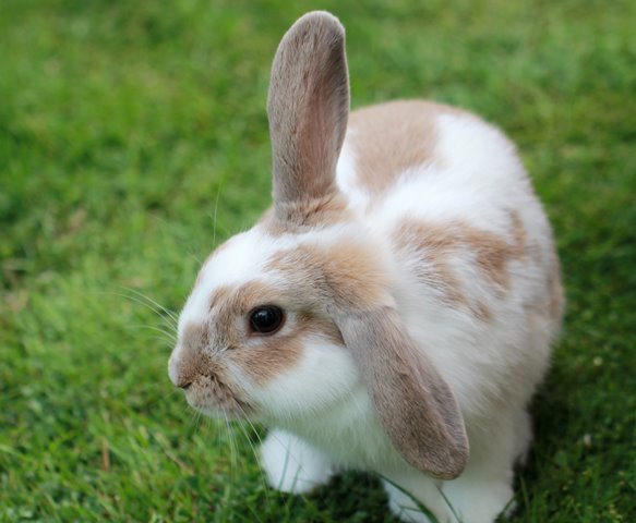 White and brown rabbit with one ear up