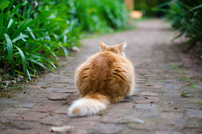 cat on brick path