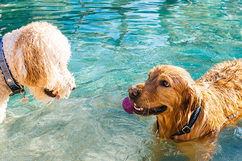 dogs in water with ball