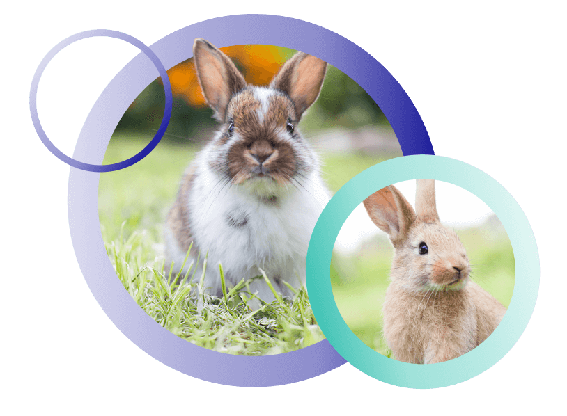 Two rabbits in a field Two rabbits in a field
