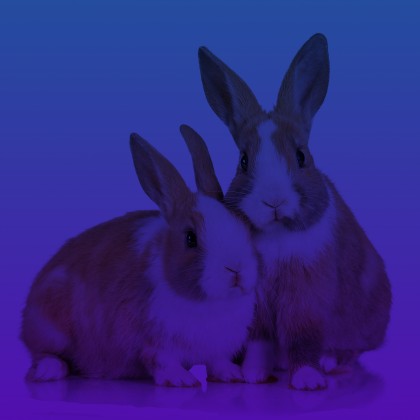 Rabbits