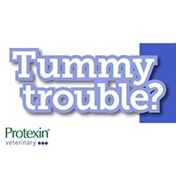 Tummy Trouble?