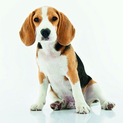 Novel study by Protexin Veterinary published!