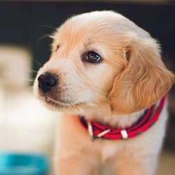 Preparing for your new puppy or kitten