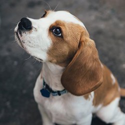 How to toilet train your puppy