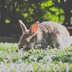 An Introduction to Rabbits