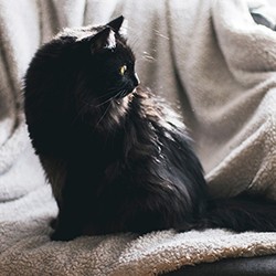 Top tips for grooming your OA cat