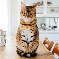 Your cat's gut health