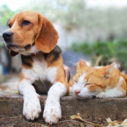 Looking after your pets’ skin this summer