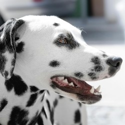 Why Dog and Cat Dental Cleaning Matters