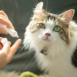 The Ultimate Guide to Dog and Cat Dental Care: Oral Microbiome, Brushing Tips & More