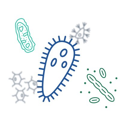Drawing of gut microbiota, or microorganisms