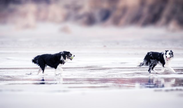 dogs on a beach