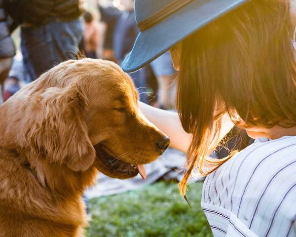 dog with human in summer