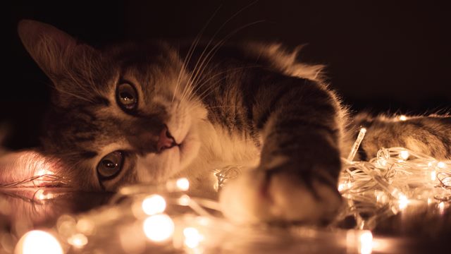 Cat with fairy lights