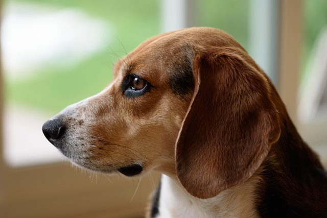 A Beagle watching the outside of the house