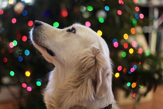 dog with christmas lights