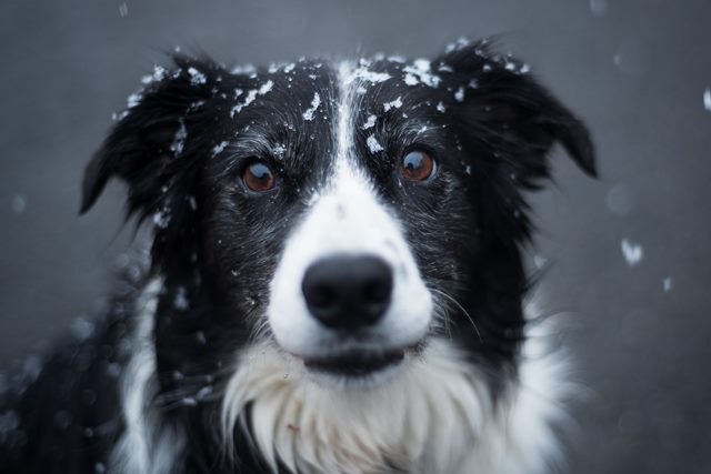 A border collie with snow flakes on his head