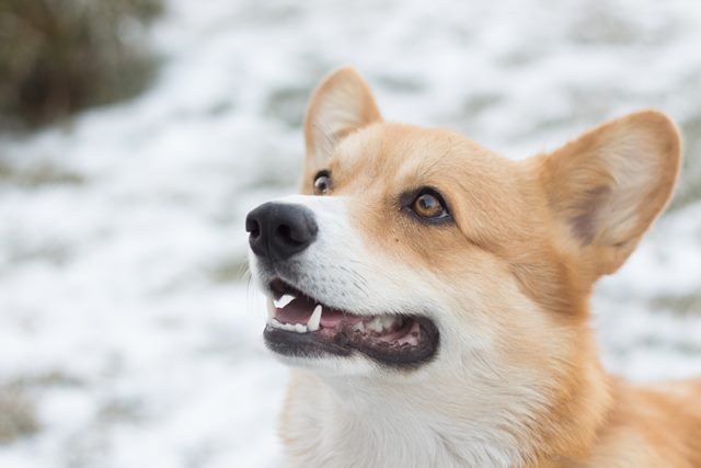 A close-up of a corgi sitting in the snow, in a wintery backdrop