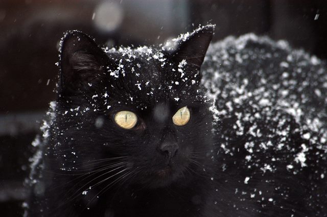 Black cat in the snow