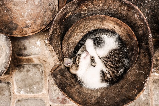 cat sleeping outside in pot
