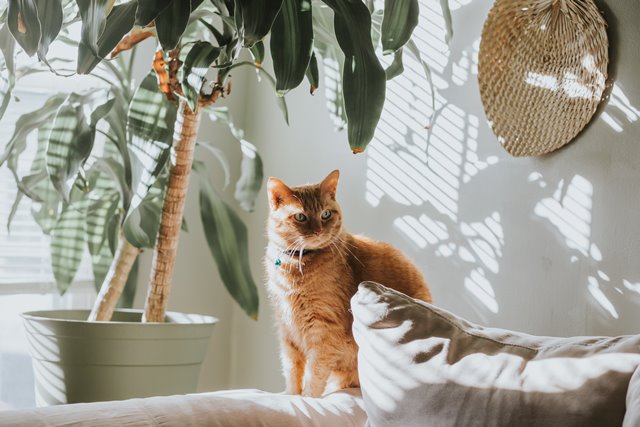 cat next to house plant