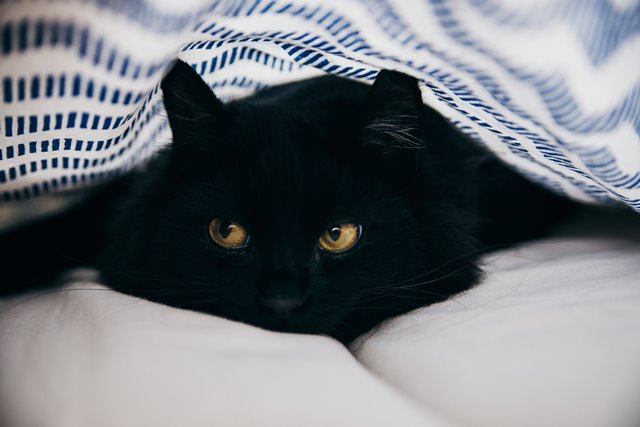 A black cat curled up on a mattress, comfortably nestled under a soft blanket