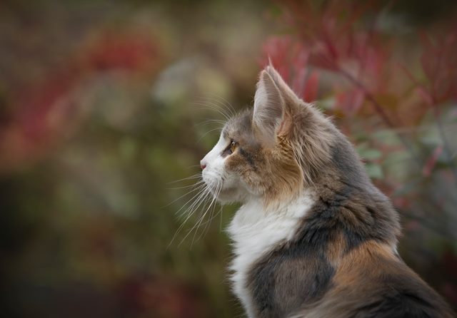Cat observing the garden in automn