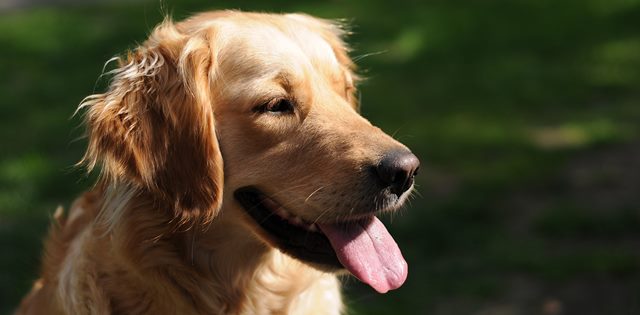 A happy golder retriever