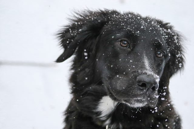 dog in snow