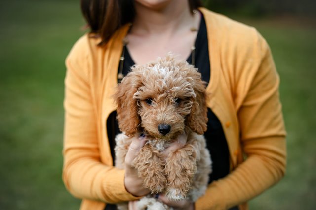 puppy in arms