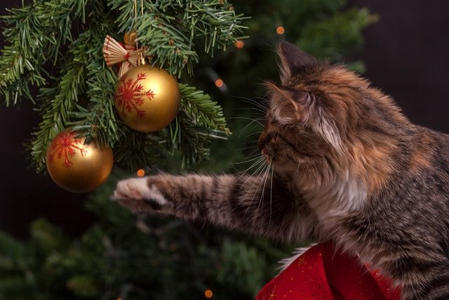 Cat playing with decorations