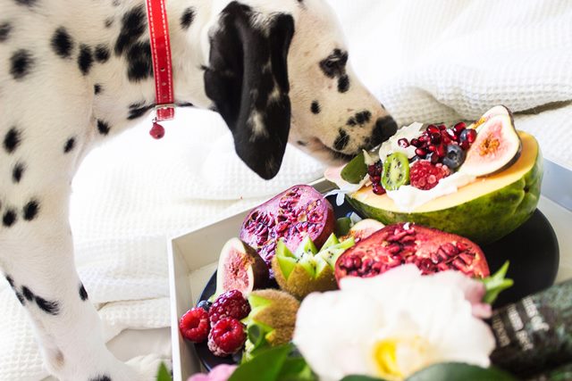 dog sniffing fruit