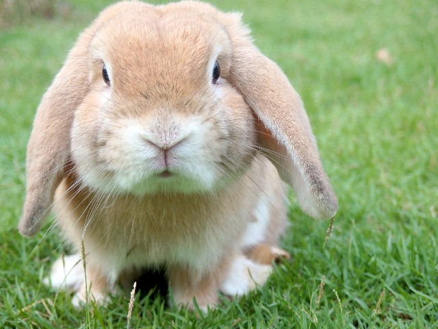 bunny outdoors in grass