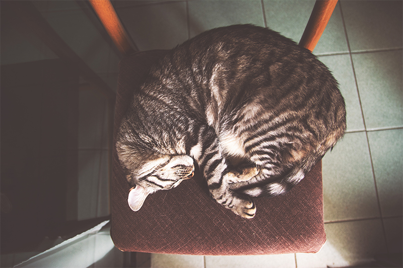 cat on chair