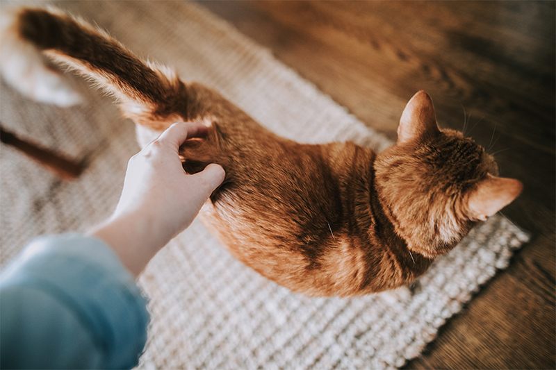 cat being stroked