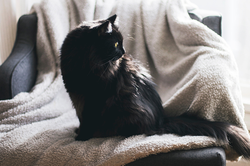 cat sat on chair