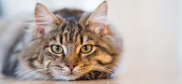 Close-up photo of an American shorthair cat