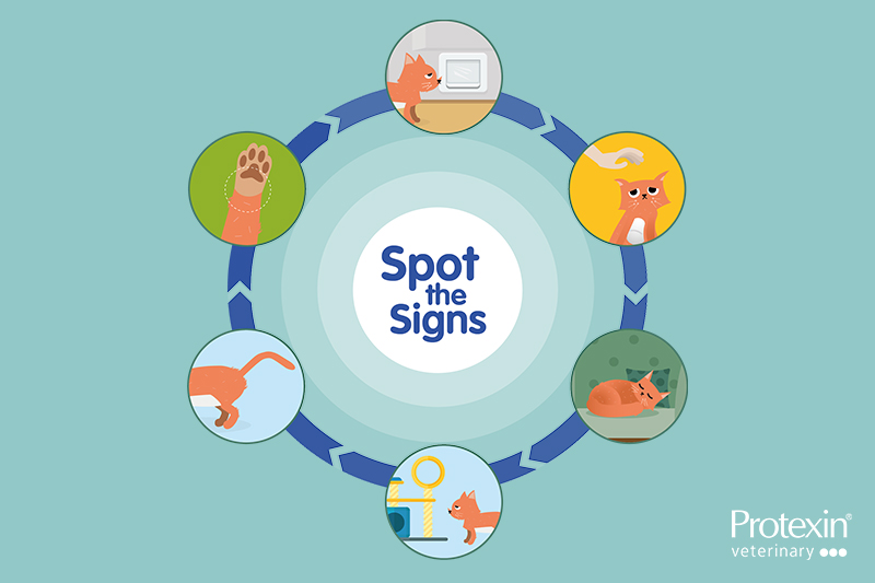 Spot the signs of OA in cats